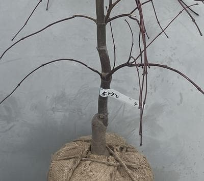 《現品》赤枝垂れ紅葉（アカシダレモミジ）樹高0.9ｍ（根鉢含まず）47【苗木】