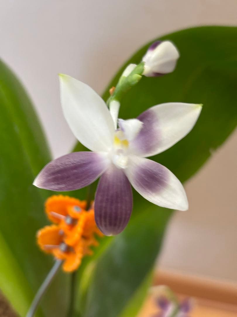 【開花優秀株=開花終了価格変更】胡蝶蘭原種　テトラピスコブラ’ウィルソン712’