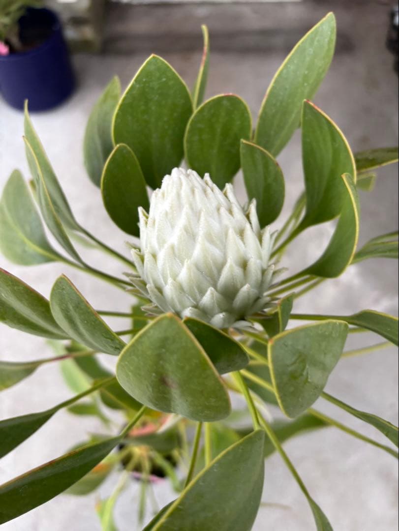 プロテア　アークティックアイス　希少　1