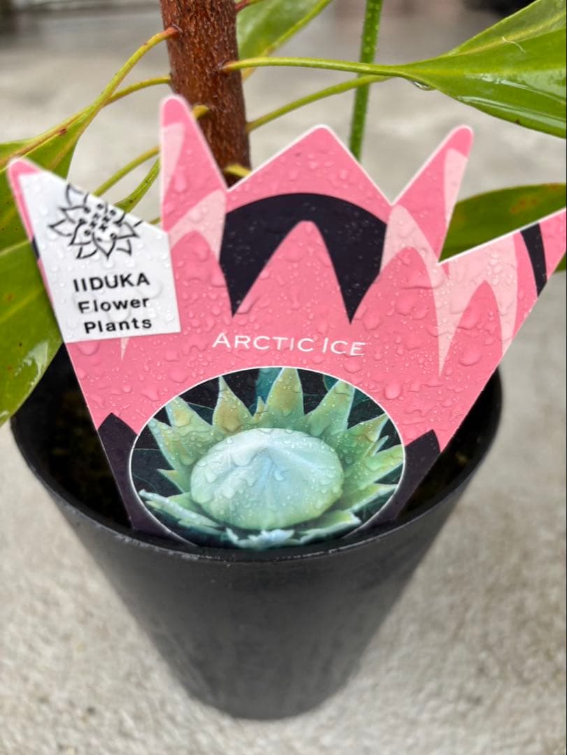 プロテア　アークティックアイス　希少　1