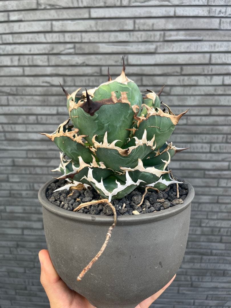 アガベ オアハカ実生 伝市鉢