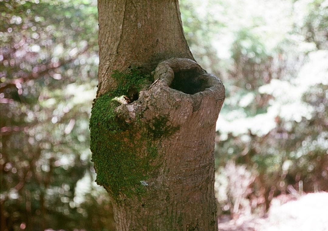 オリンパスペンD ハーフサイズカメラ OLYMPUS PEN D 実写済