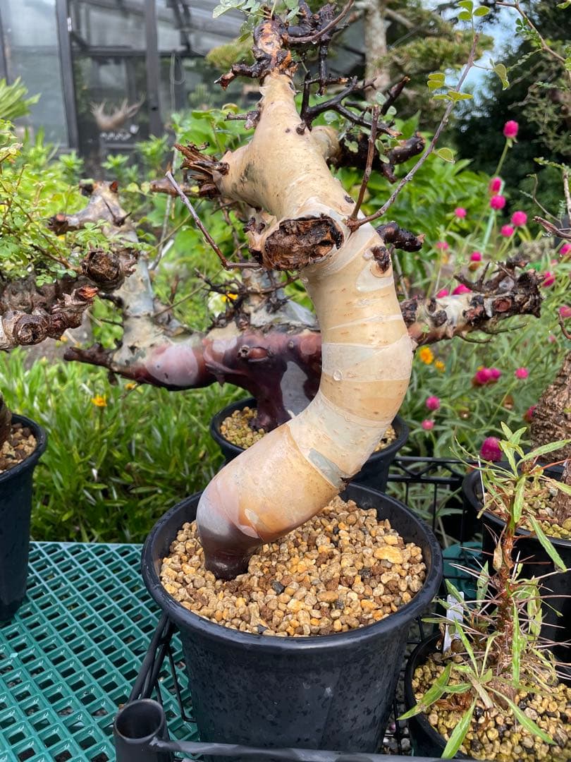 塊根植物 コミフォラ カタフ ピュア Commiphora kataf pure