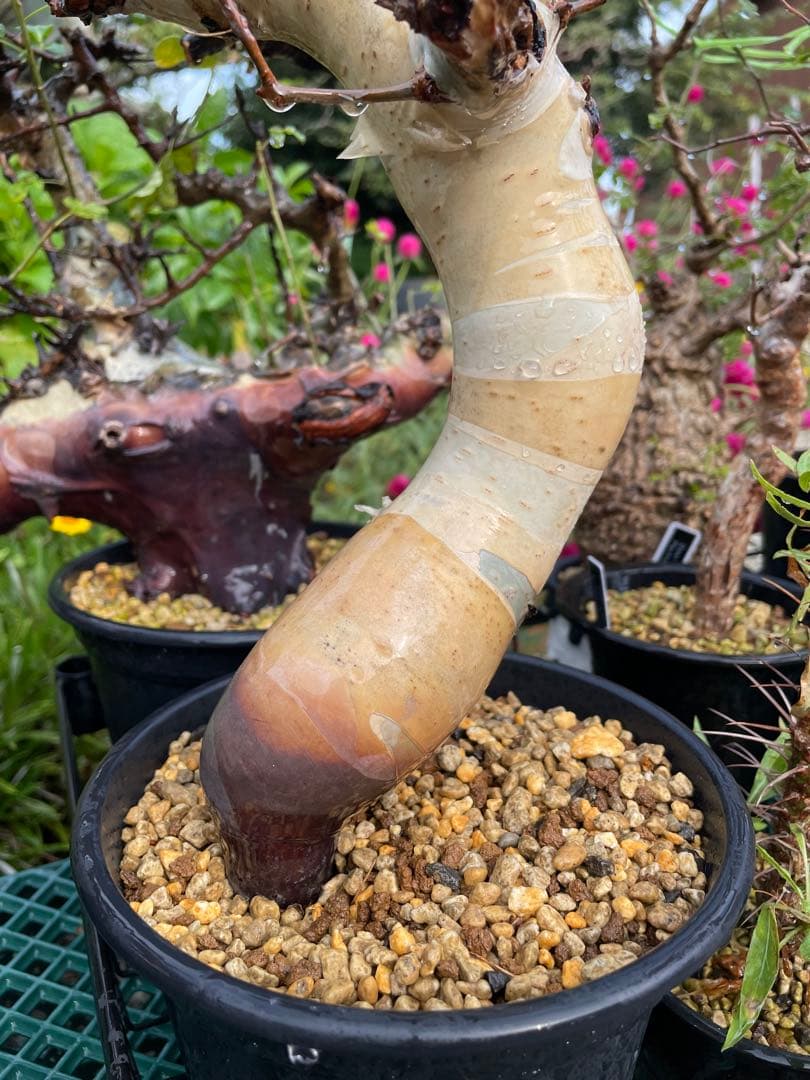 塊根植物 コミフォラ カタフ ピュア Commiphora kataf pure