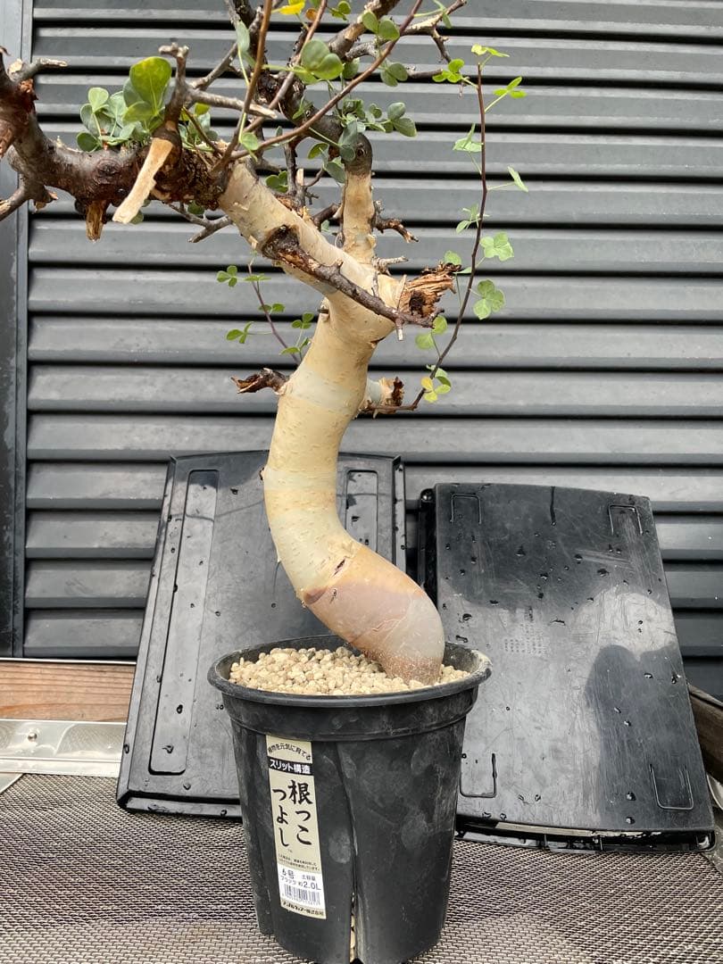 塊根植物 コミフォラ カタフ ピュア Commiphora kataf pure
