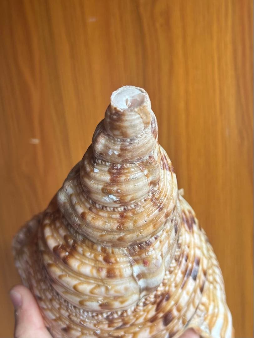 法螺貝　直線38.5cm (元々41.5cm)