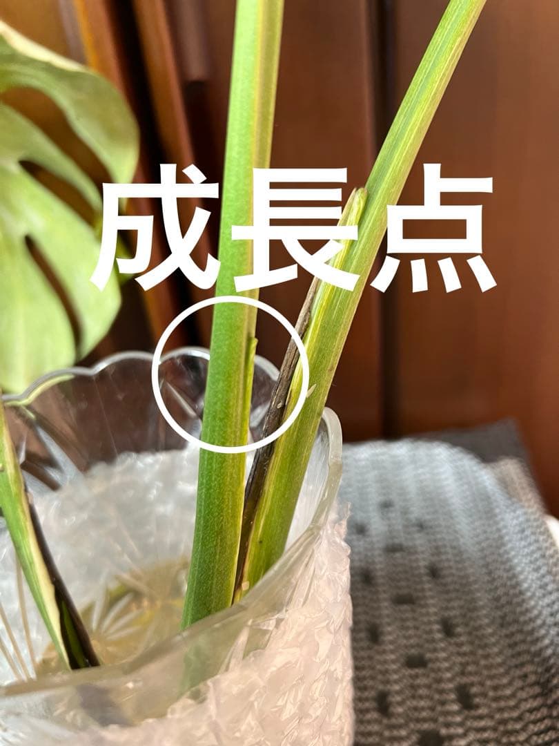 斑入りモンステラデリショーサグリーンスノー