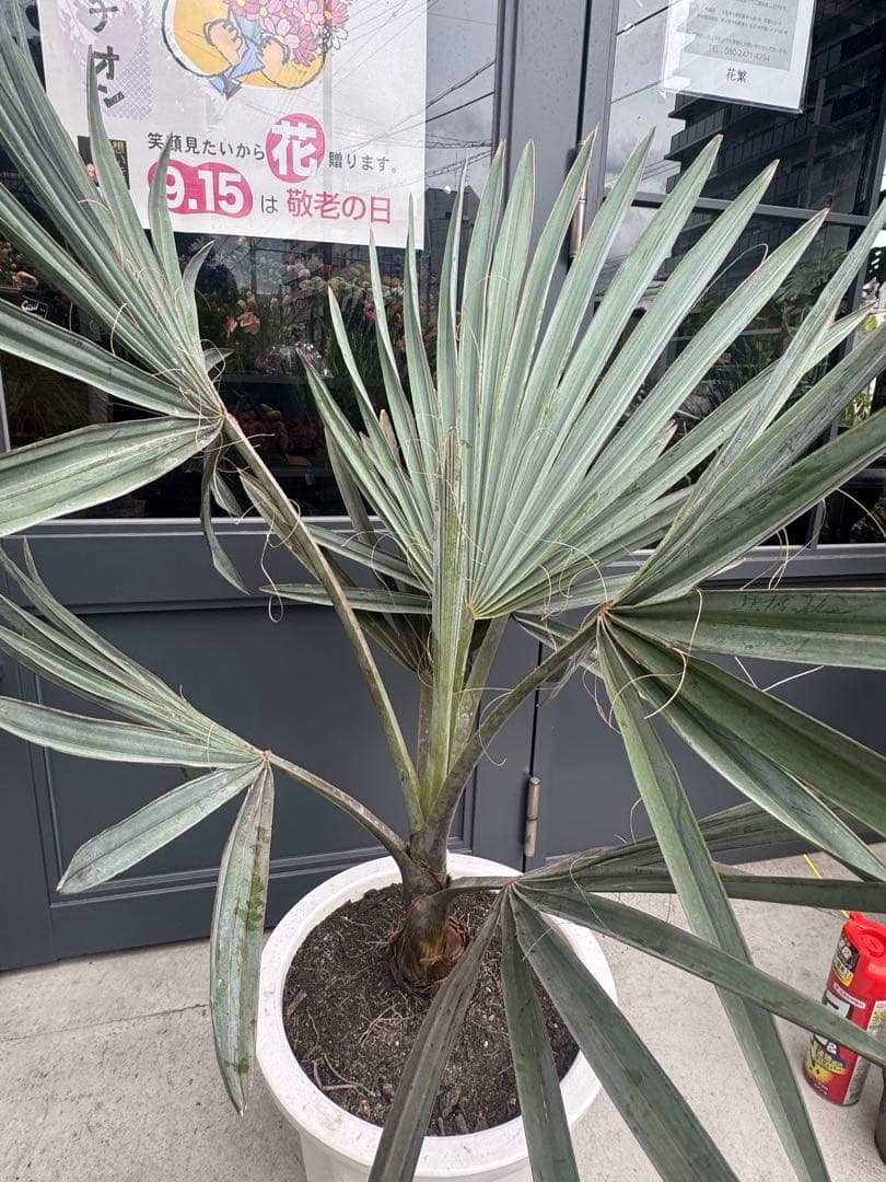 ビスマルキア　ノビリス