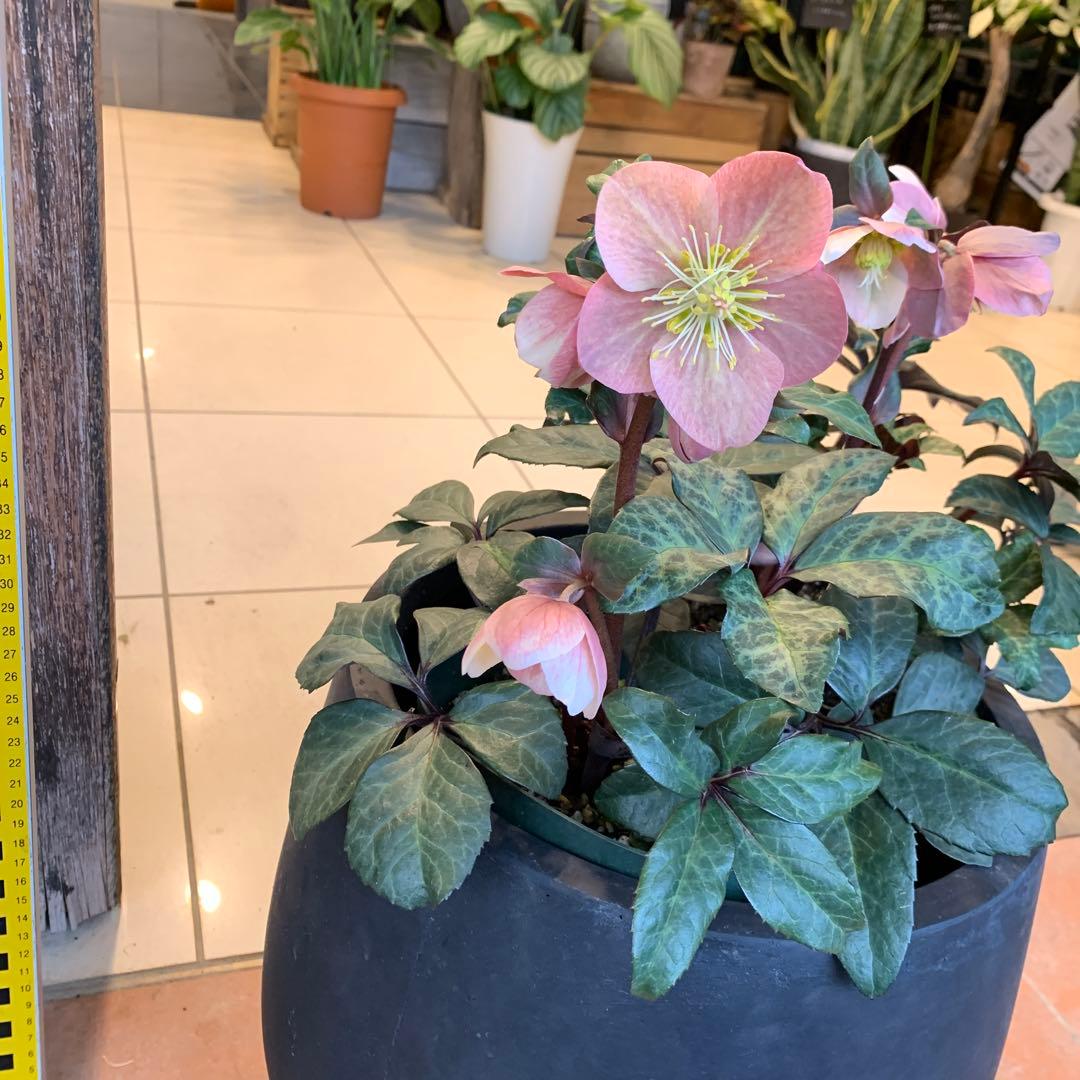 クリスマスローズ マエストロ ファイバー鉢