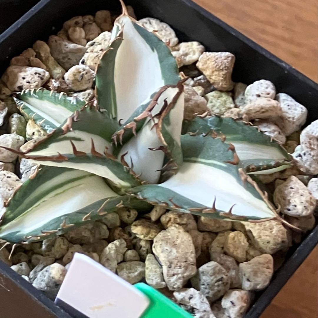 まかいきし様 リクエスト 2点 まとめ商品