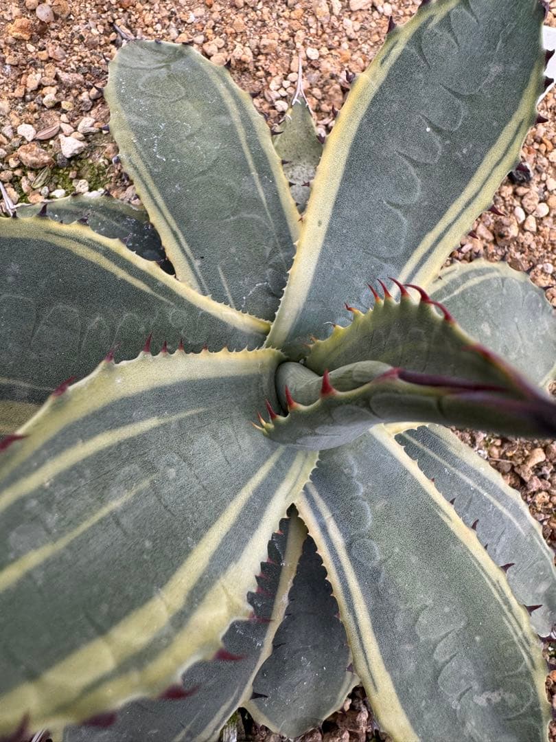 フラワー・ガーデニング Agave parryi parryi 'Lucky Stripe' 80