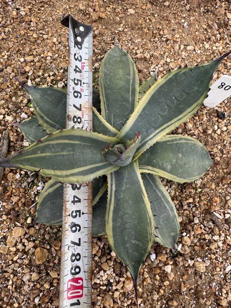 フラワー・ガーデニング Agave parryi parryi 'Lucky Stripe' 80