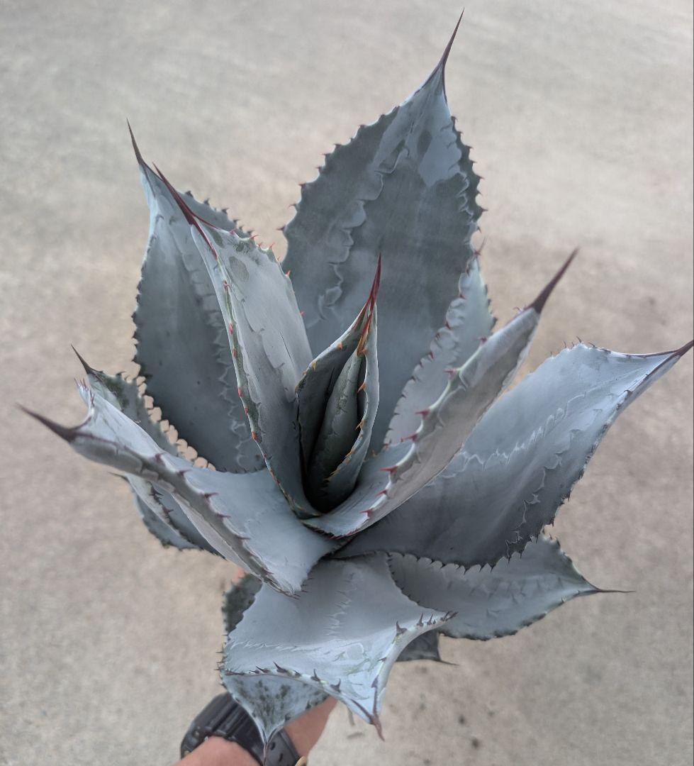 シュリベイマタペンシス 実生選抜株　極白肌・美株