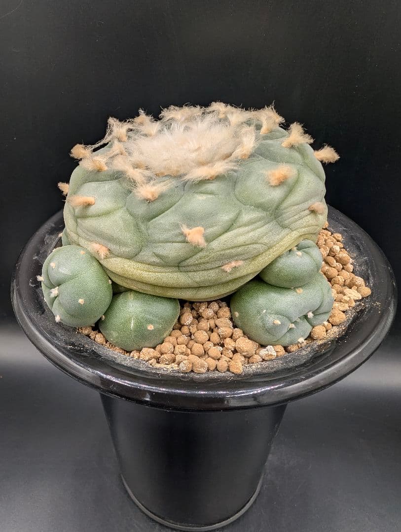 は*く様 銀冠玉 実生 鉢植えメルカリ便送料込み