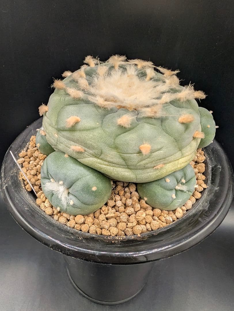 は*く様 銀冠玉 実生 鉢植えメルカリ便送料込み