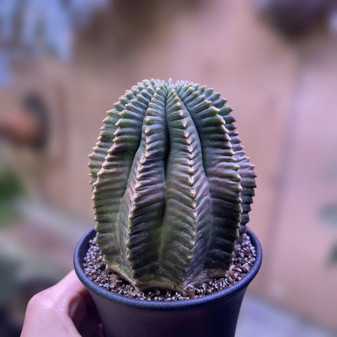 Gymnocalycium mihanovichii 棘無　綴化