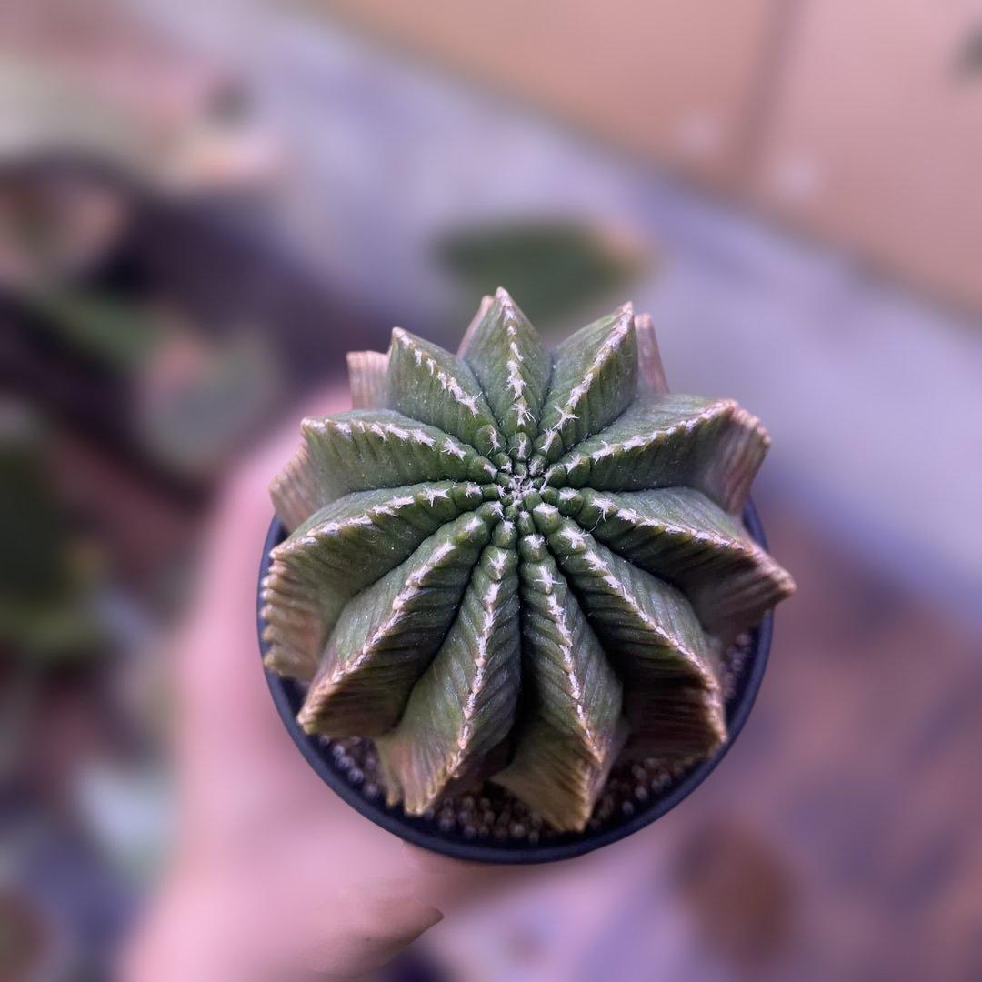 Gymnocalycium mihanovichii 棘無　綴化