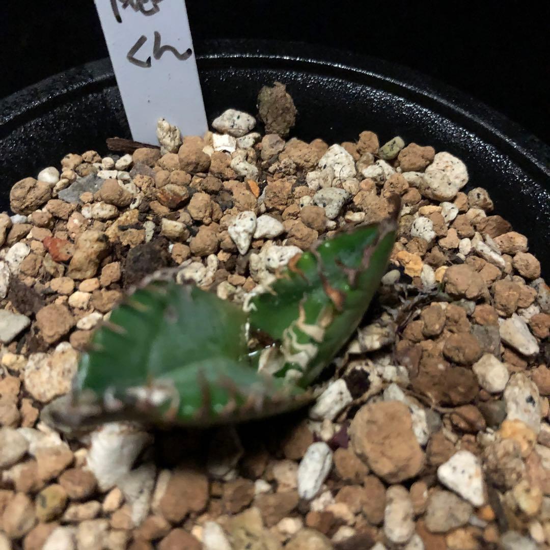 年末セールアガベチタノタ悪魔くん‼️10890-2890