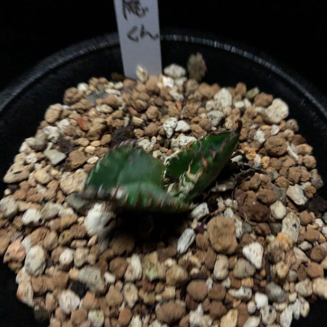 年末セールアガベチタノタ悪魔くん‼️10890-2890