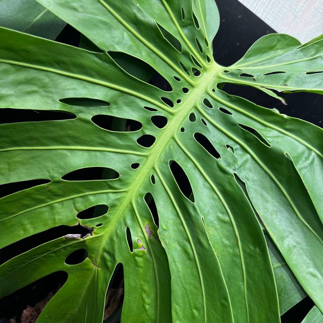 モンステラデリシオーサマクロコズム大型葉希少系統鉢植え高さ72㎝超大株