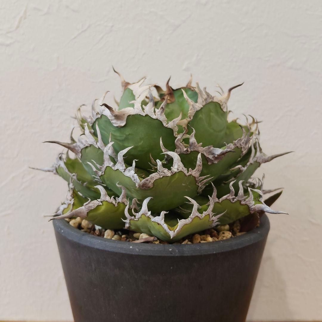 特選 チタノタ フィリグリー (シーザー パキポディウム グラキリス SRL )