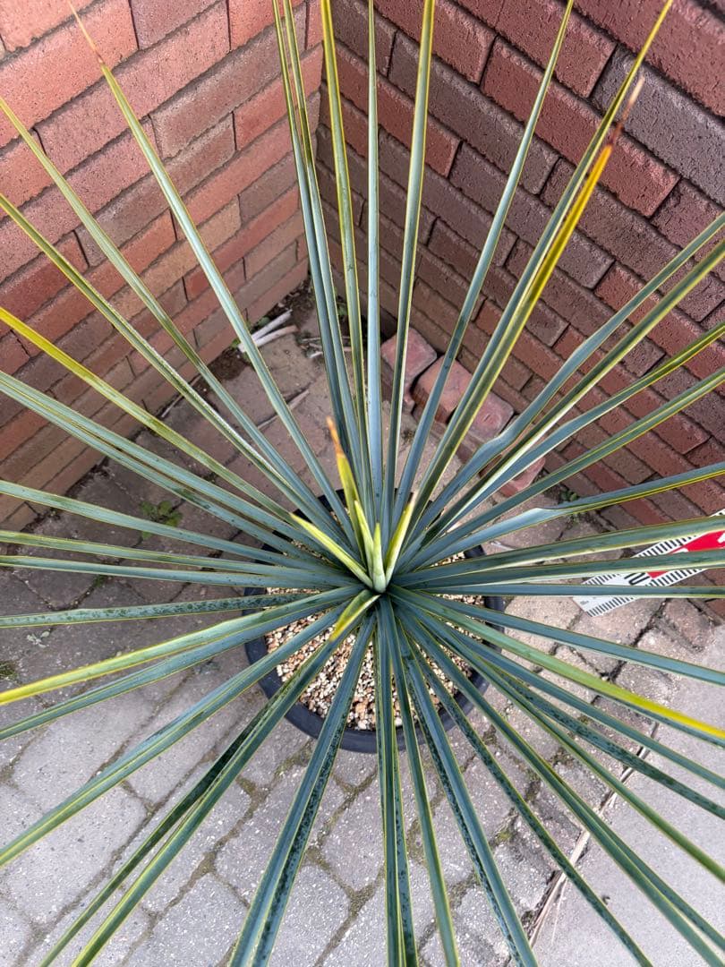 早いもの勝ち　ユッカ　リギダ　え