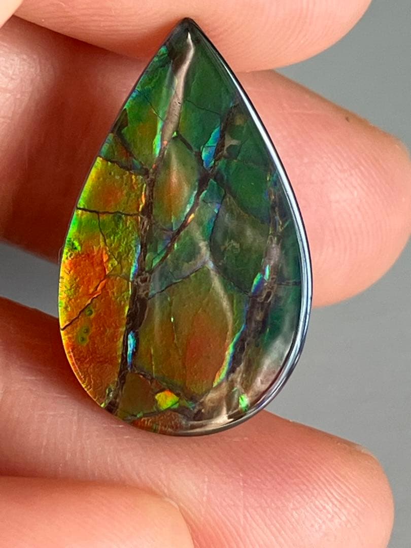 アンモライトルース　化石　原石　幅2.2cm 美品