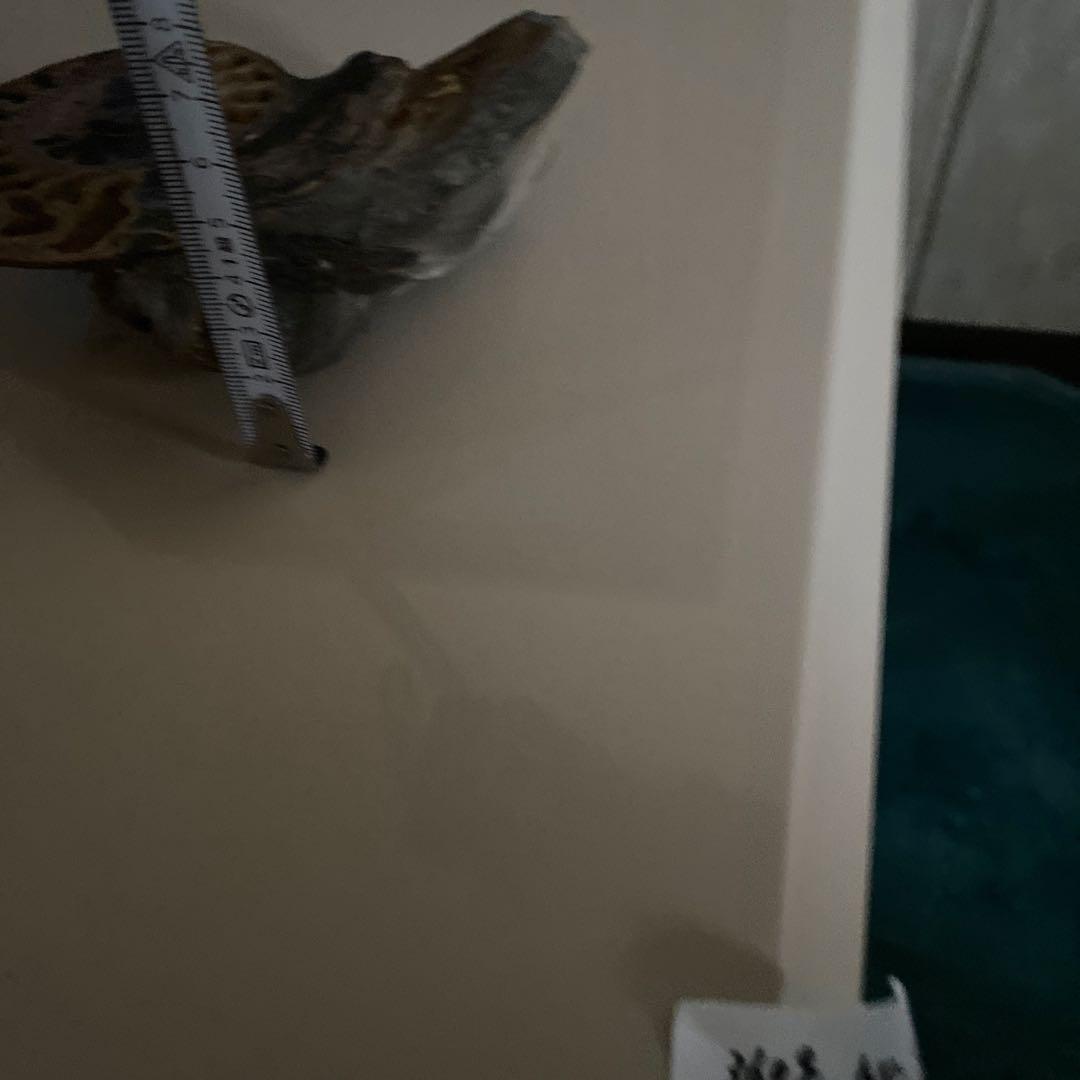 アンモナイト　化石　3点セットまとめ売り　大幅値下げ