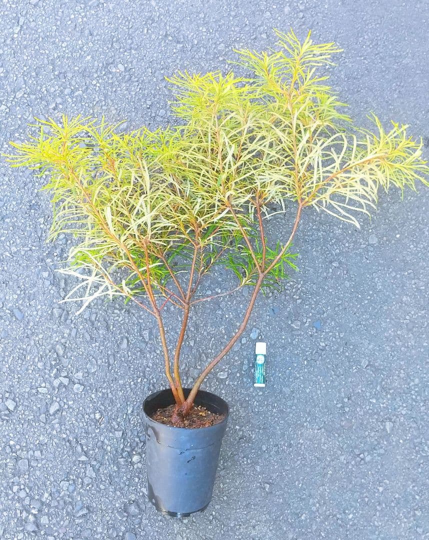 希少/バンクシア【ヘアピン:スピヌロサ】苗 観葉植物 イエローオレンジ苗木 庭木