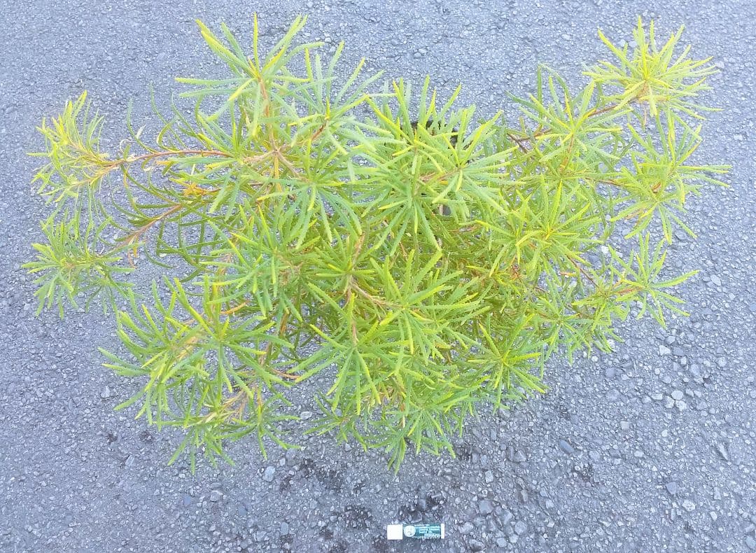 希少/バンクシア【ヘアピン:スピヌロサ】苗 観葉植物 イエローオレンジ苗木 庭木