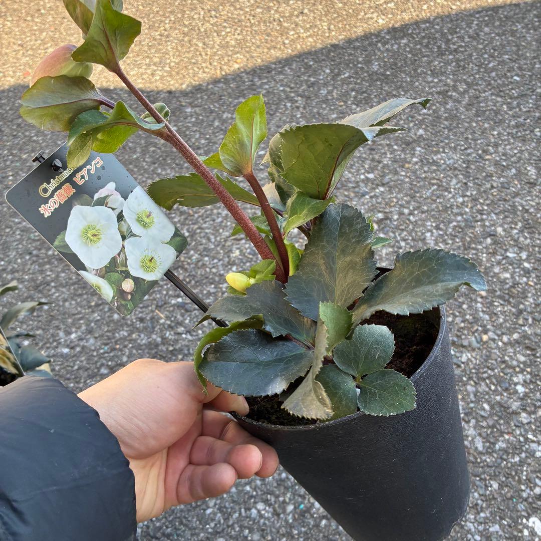 クリスマスローズ氷の薔薇6鉢 開花株