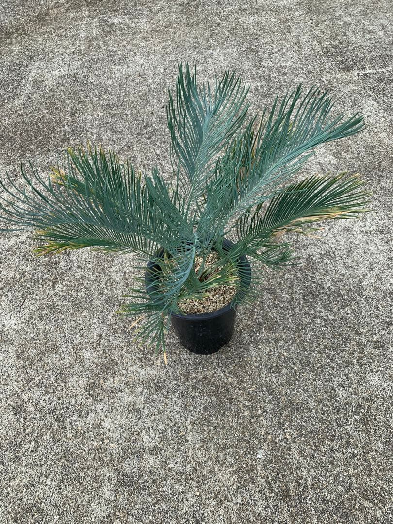 サイカス　カイルンシアナ