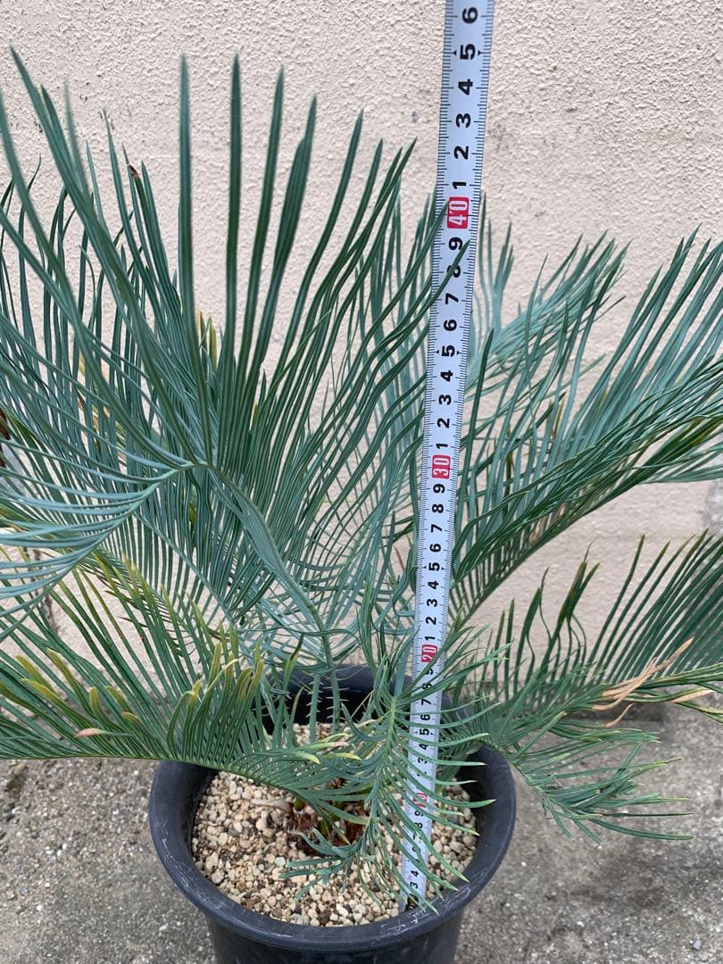 サイカス　カイルンシアナ