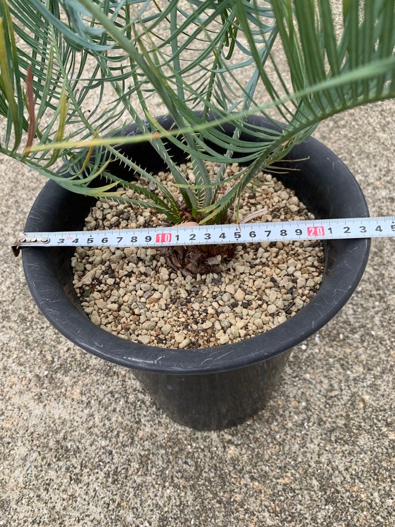 サイカス　カイルンシアナ