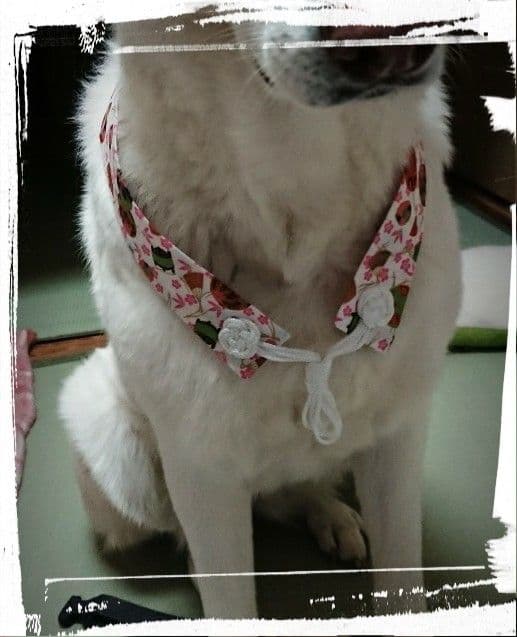 ペット用お遍路白衣さんや袋付き&輪袈裟　大型わんちゃん用　3点セット