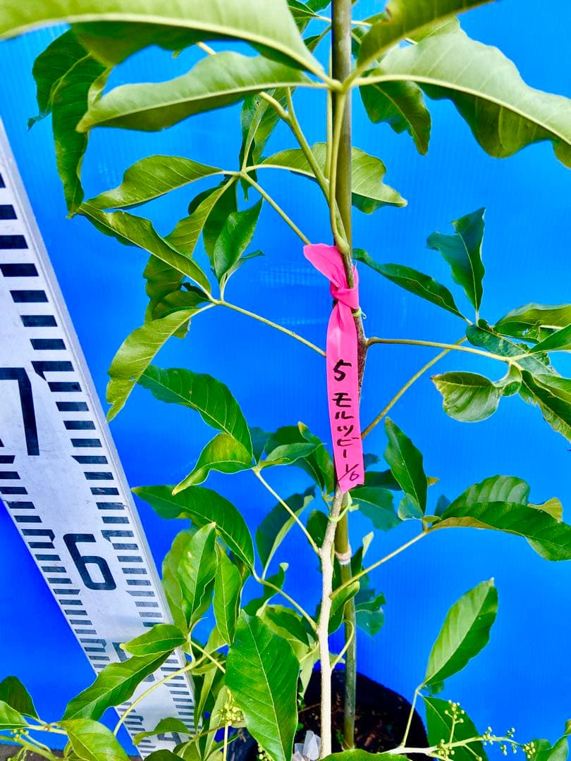 ❺ホワイトサポテ 接木苗モルツビー 大玉種