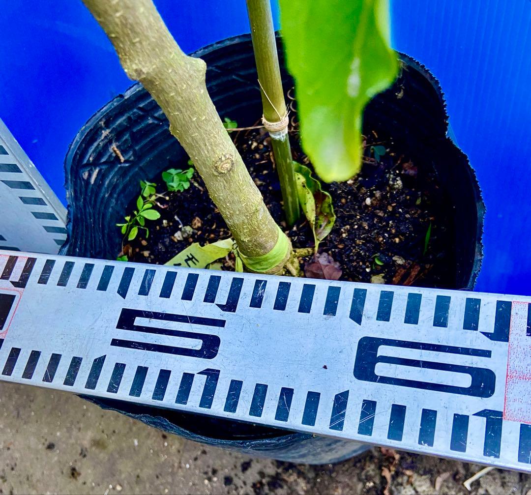 ❺ホワイトサポテ 接木苗モルツビー 大玉種