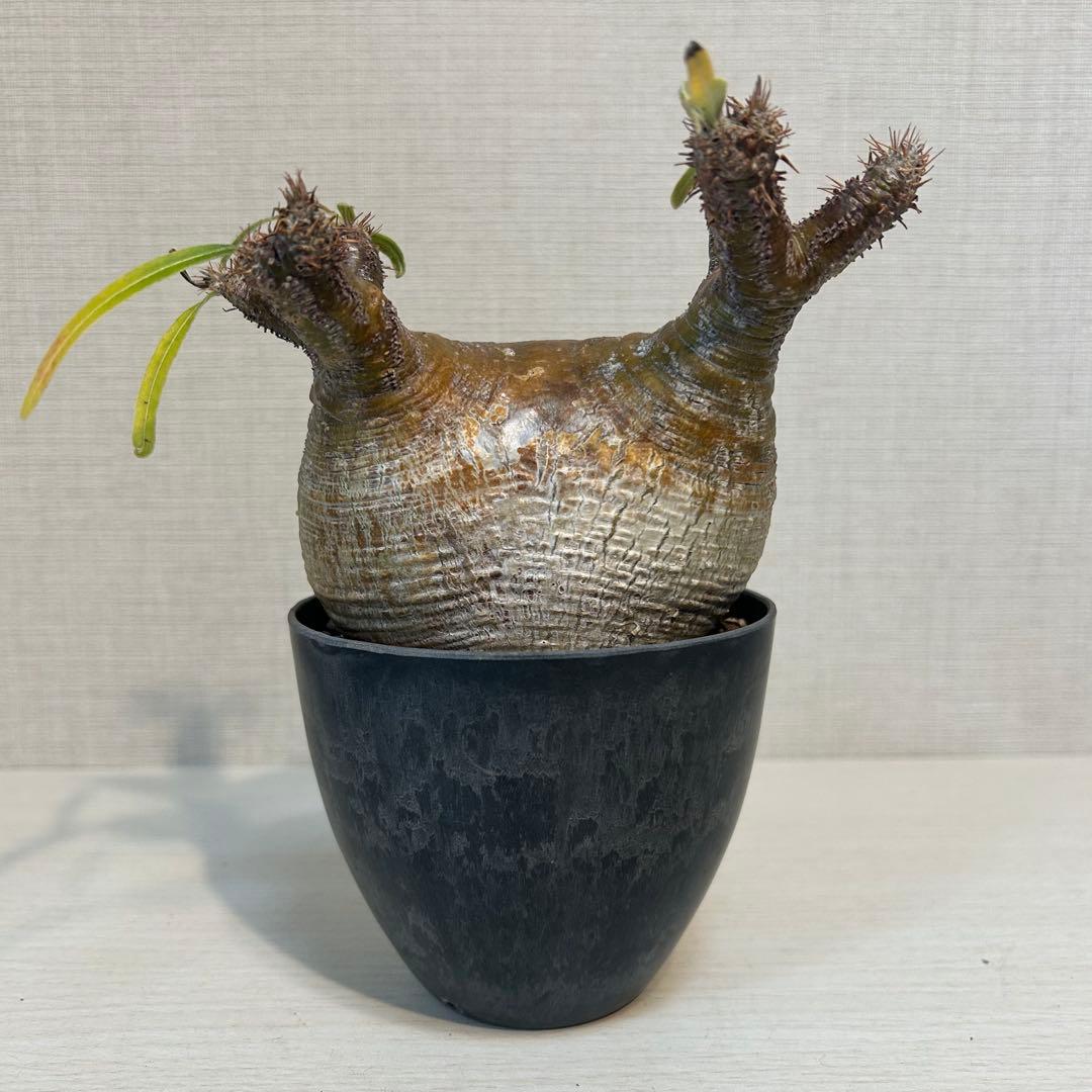 【美株・低重心】パキポディウム・グラキリス　現地球　発根済み