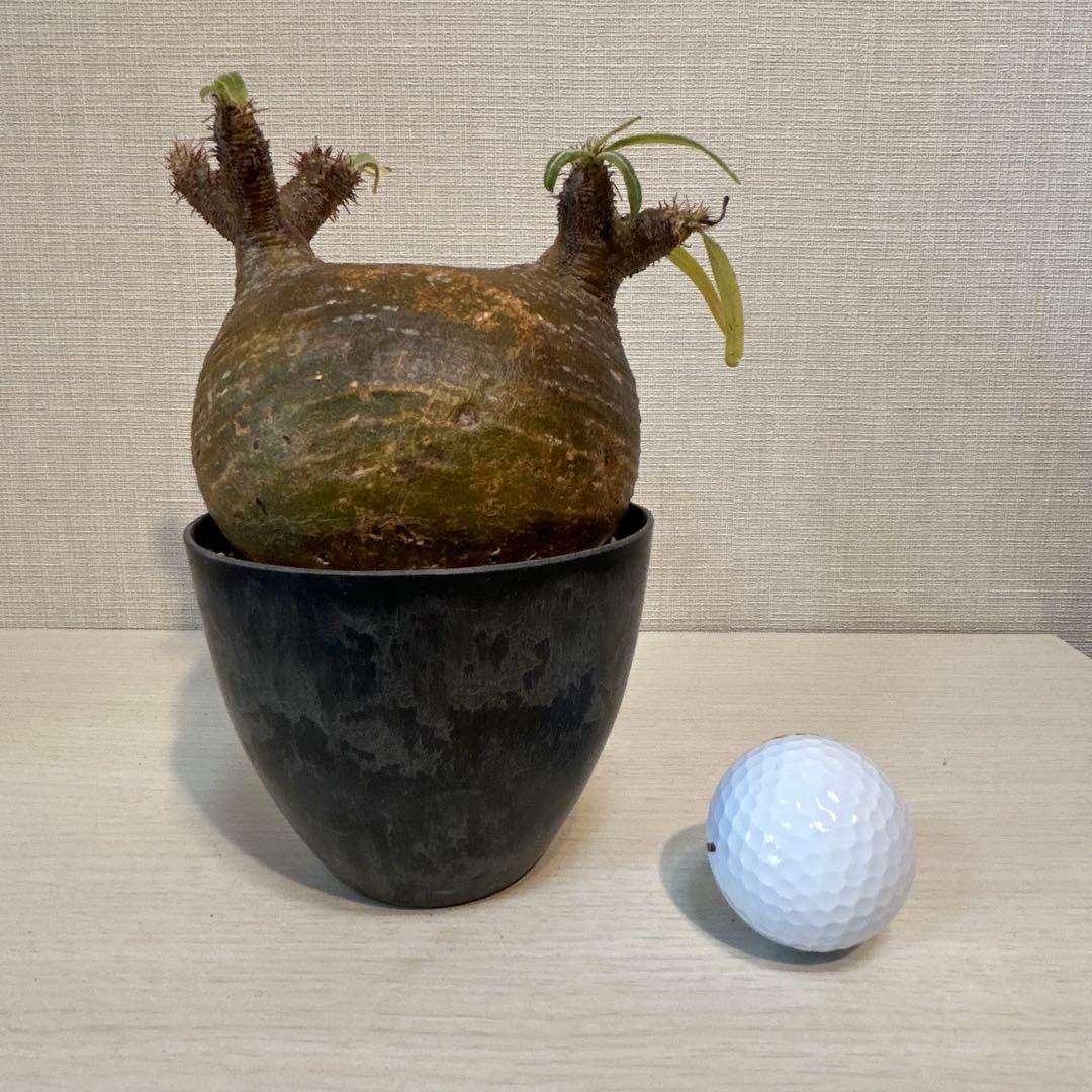 【美株・低重心】パキポディウム・グラキリス　現地球　発根済み