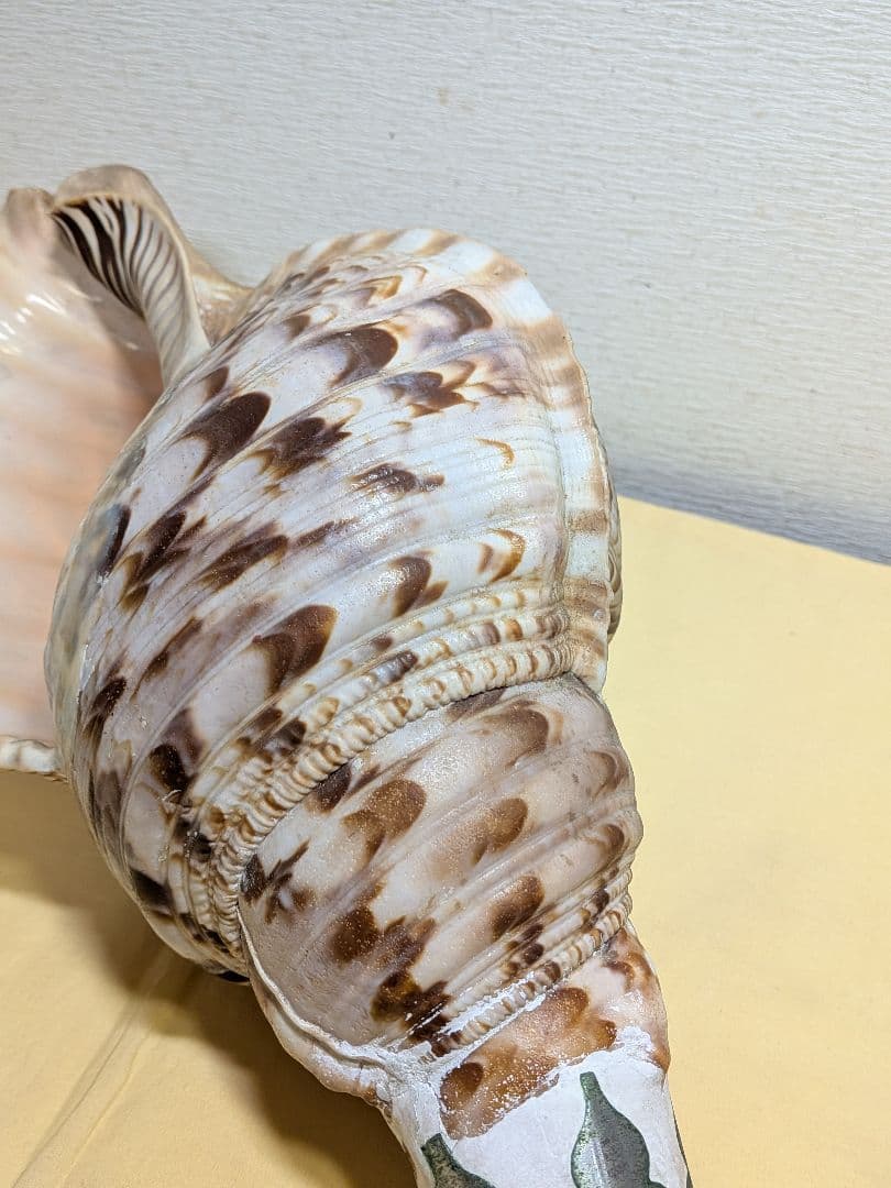 法螺貝　ホラ貝　山伏必需品