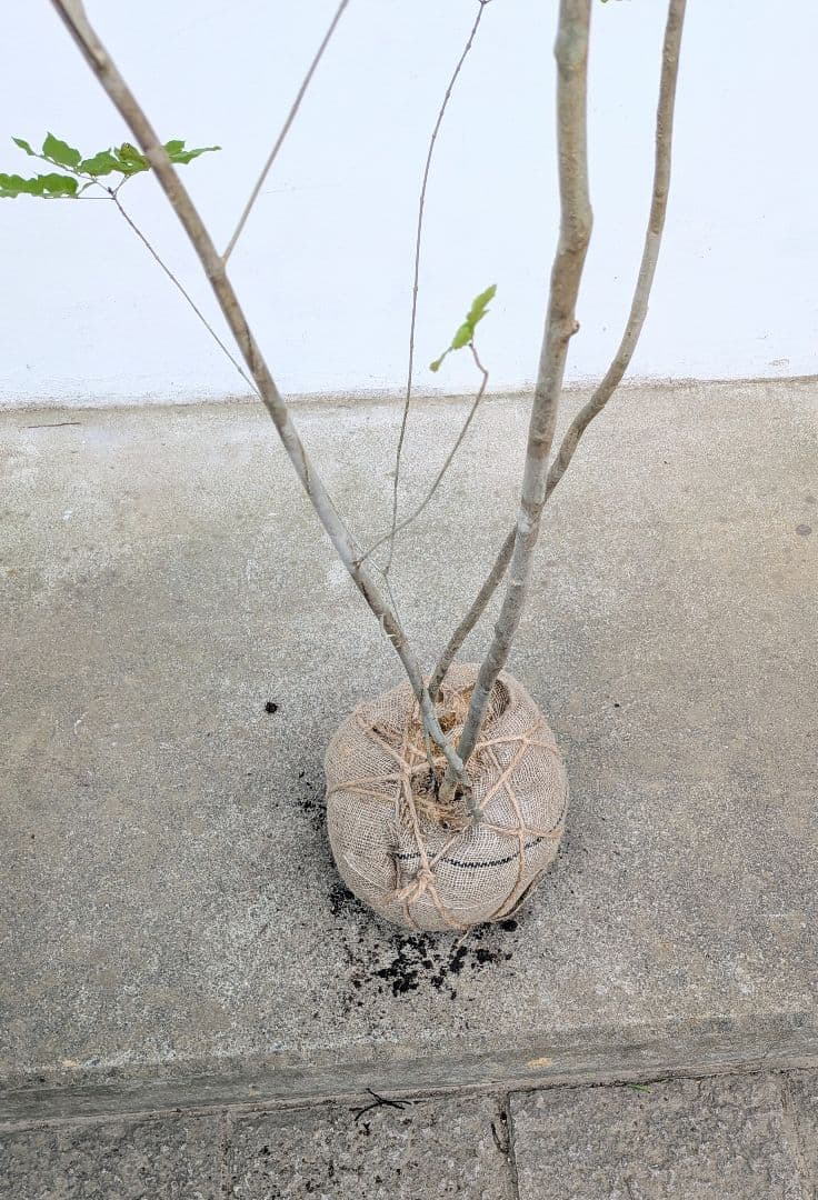 極上。特大。山採りアオダモ。