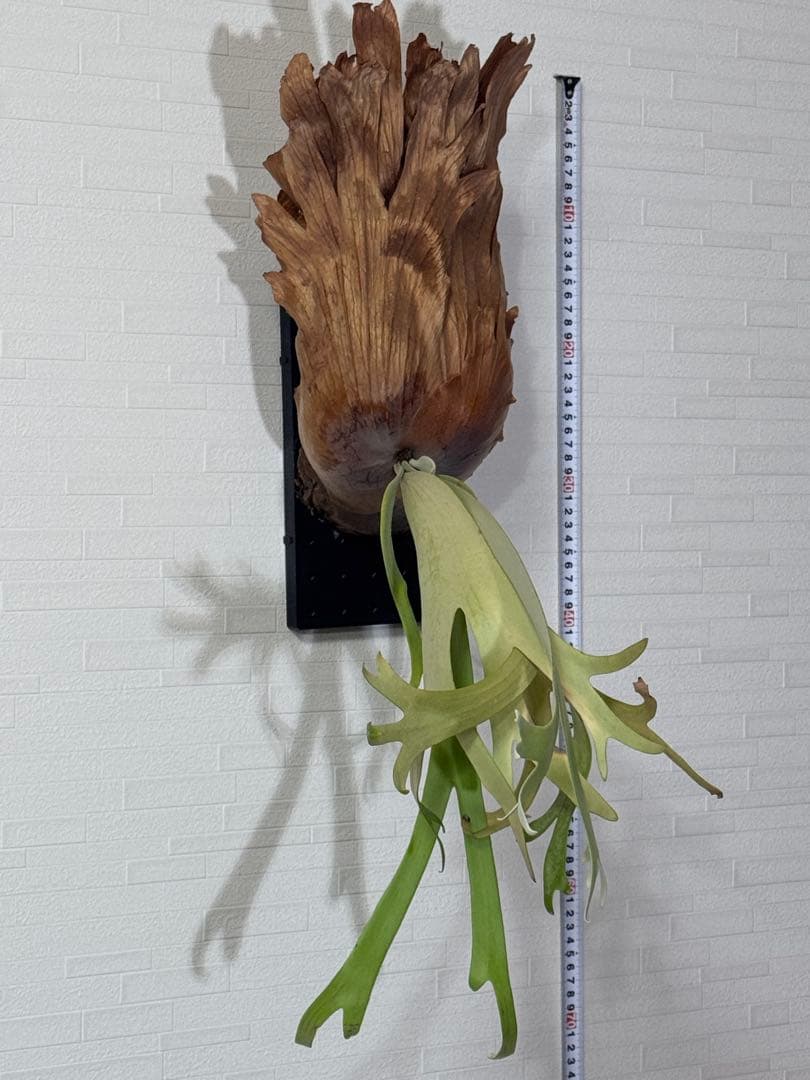 ビカクシダ ウィリンキー　板付