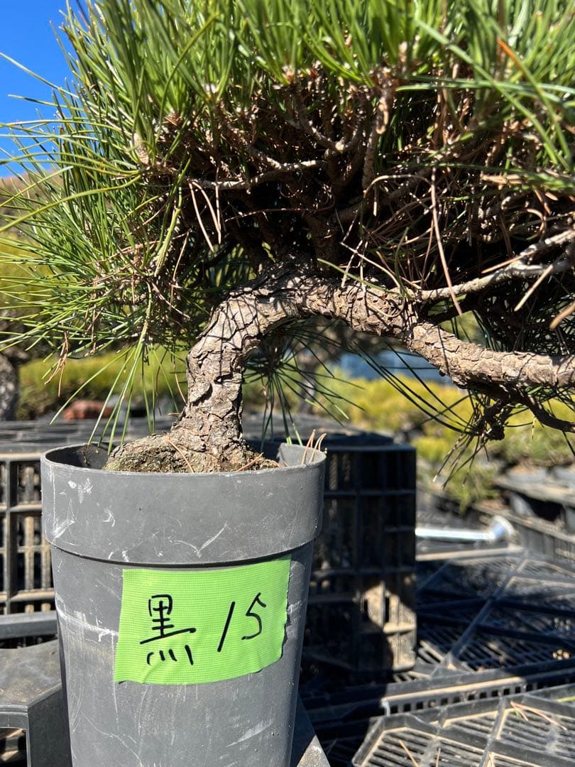 黒松盆栽　中品　樹齢約35年　15