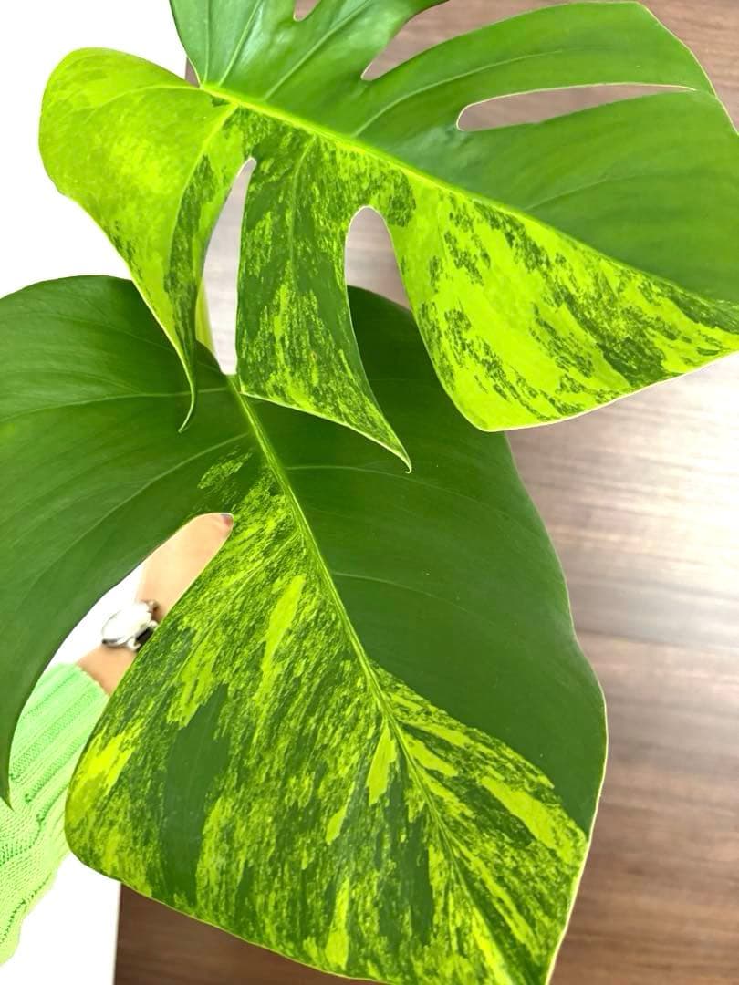 【超希少】モンステラ デリシオーサ イエローマリリン トップカット　黄斑入り
