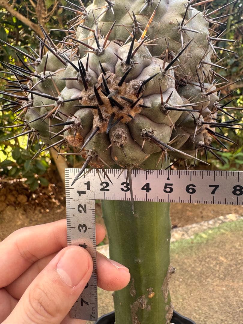 コピアポア 黒王丸 接木 多頭