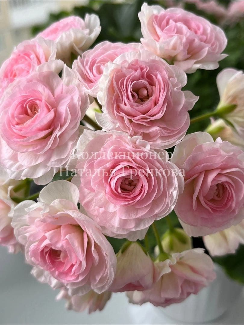 珍しいゼラニウム新苗