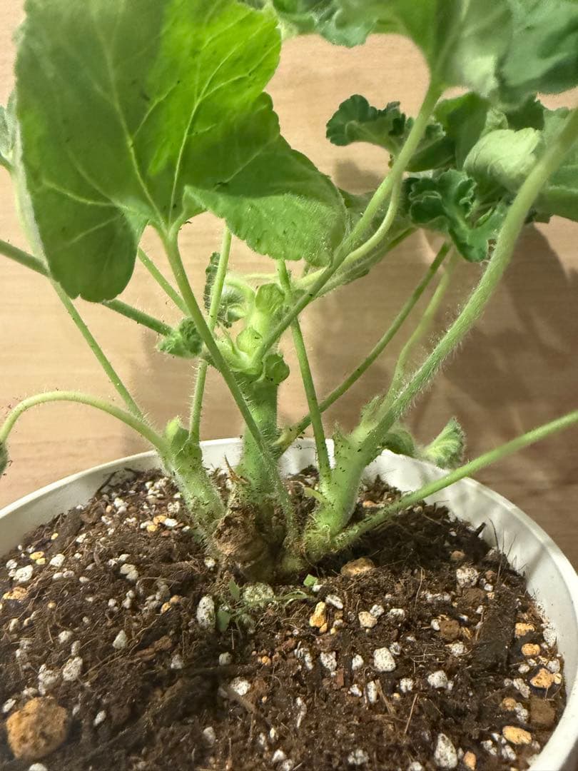 珍しいゼラニウム新苗