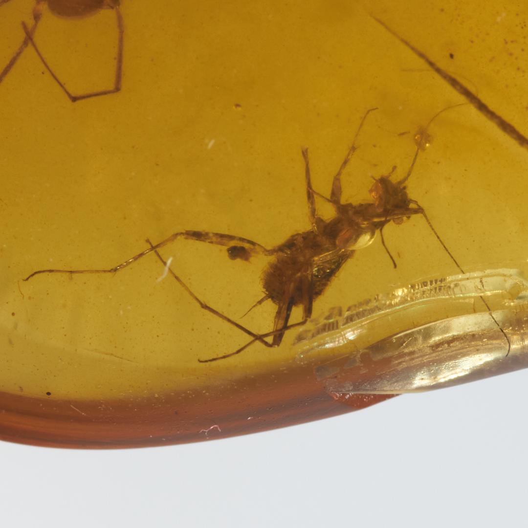 レア極上品 PA0051虫入り琥珀化石　ミャンマーカムティかタナイ9900万年前