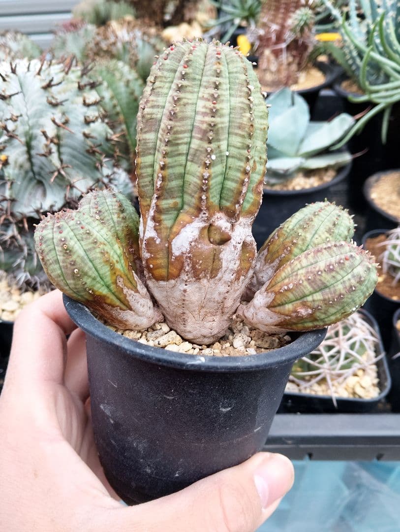 ユーフォルビア オベサ 群生オールド株