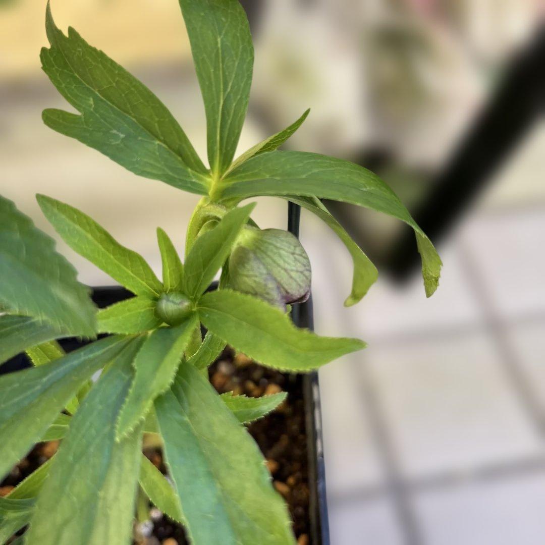 ウインターシンフォニー　小輪グリーンバイカラーDDクリスマスローズ　開花株